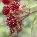 Piante & sementi: japanische Brombeeren – Usato da Ruggell venduto da Btt 1