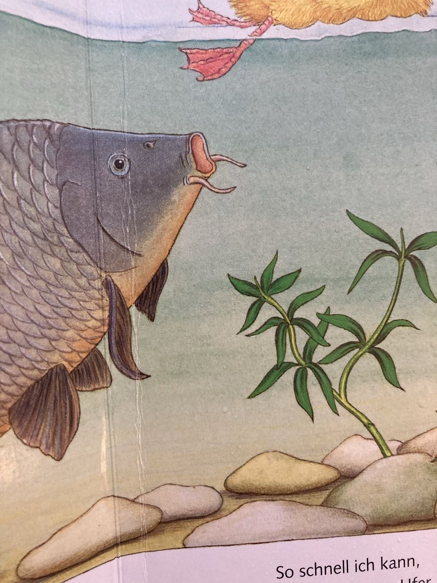 Bücher: Buch- Die kleine Ente – Gebraucht aus Luzern von Aldabema 9