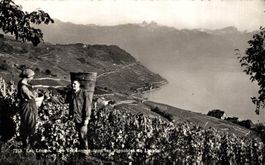 Lac Léman. Les Vendanges dans le Vignobles de Lavaux