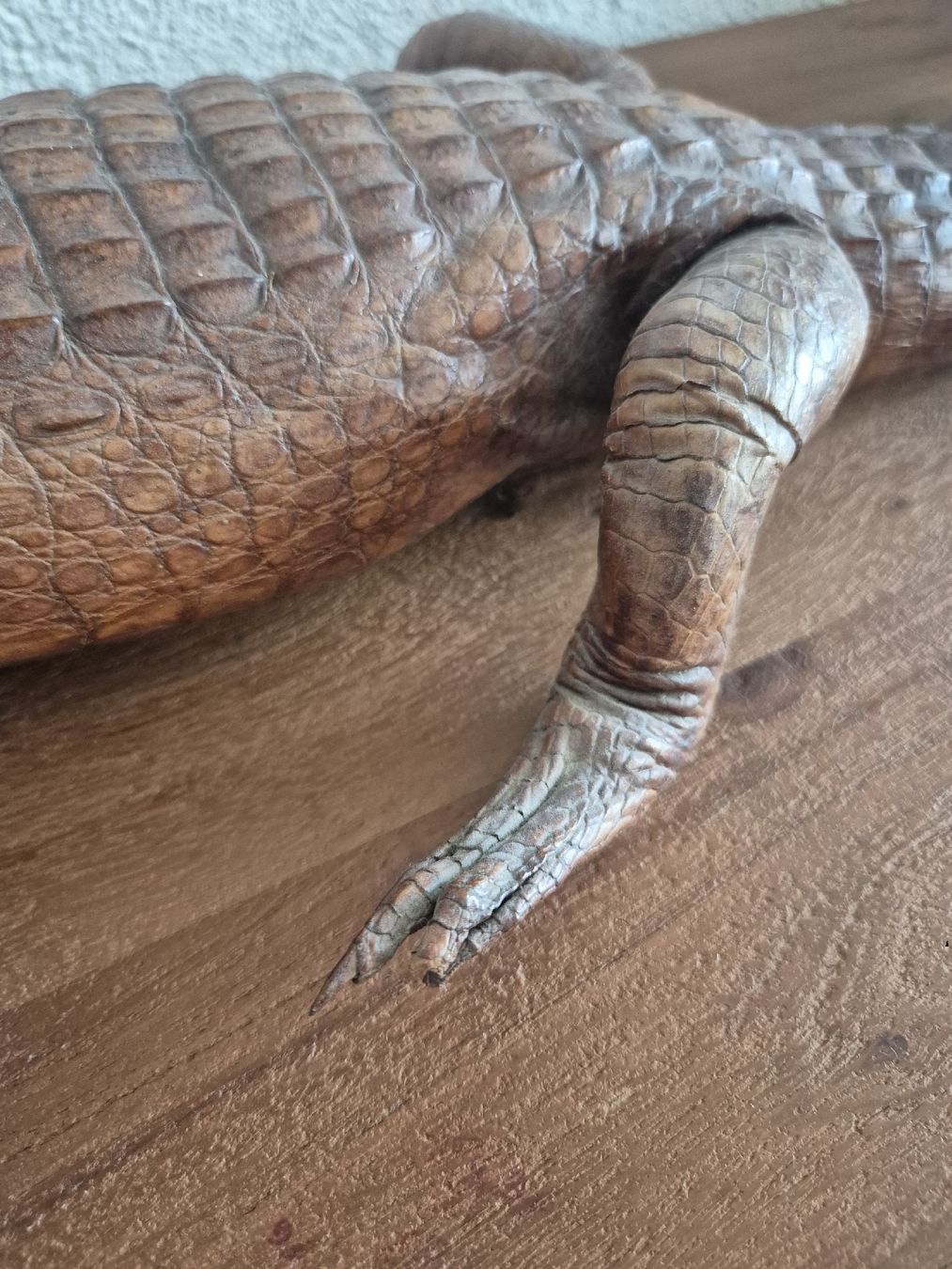 Il mondo degli animali: Antikes Ausgestopftes Krokodil 64cm – Usato da Zürich venduto da Dalema13 5