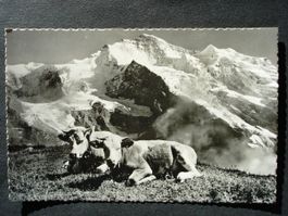 WENGEN Jungfrau mit Kühen