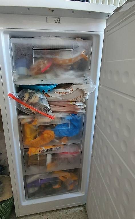 Congelatori: Gefrierschrank Frigelux – Usato da Nürensdorf venduto da josef_21 1