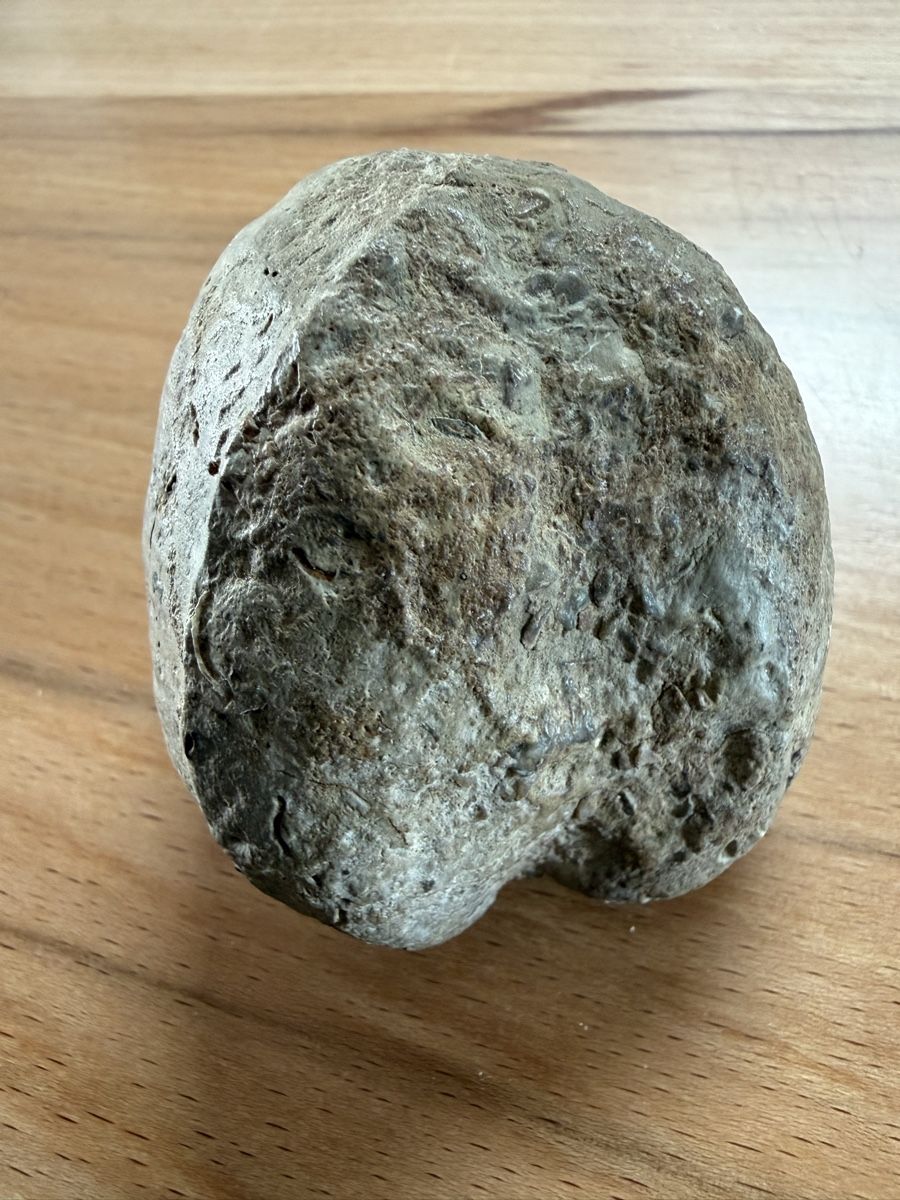 Fossili: Versteinerte Herzmuschel – Usato da Grenchen venduto da Bastet007 5