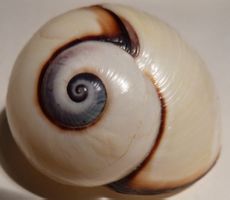 EINZIGARTIGE POLYMITA PICTA,MUSCHEL-1.)-36,6 MM SEHR SELTEN