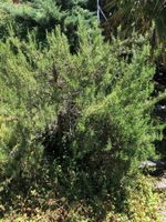 Rosmarin Strauch 2 Meter