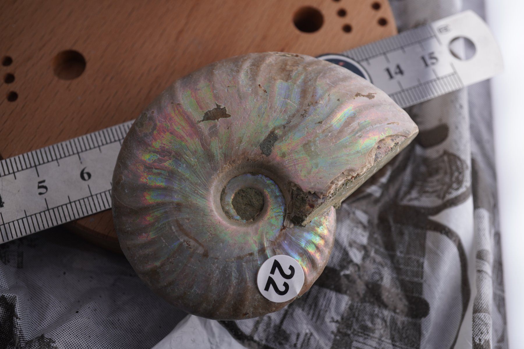 Minéraux & Lithothérapie: Ammonit  Opalisiert   Wunderschön  ca  70mm – Neuf avec emballage d'origine à Eschenbach SG par topstone