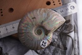 Ammonit  Opalisiert   Wunderschön  ca  70mm