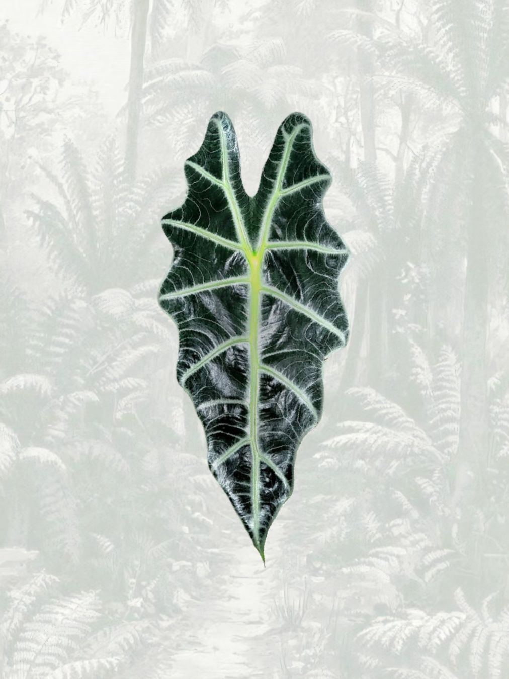 Plantes & graines: Alocasia polly Rhizom – Neuf (Voir description) à Gerolfingen par Azora