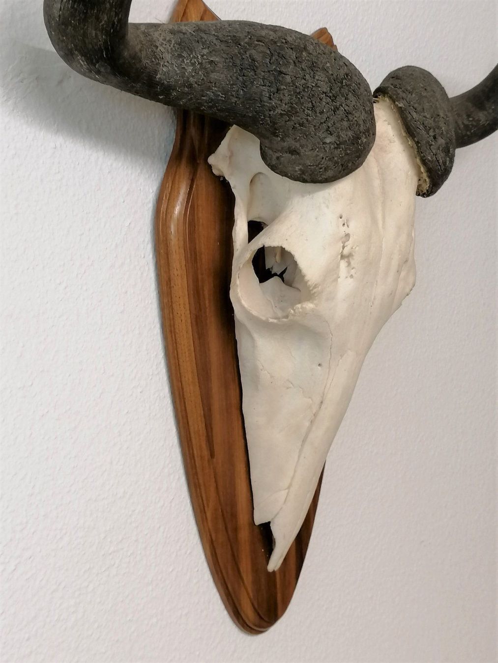 Sonstiges zum Sammeln & Seltenes: Gnu Streifengnu Geweih Trophäe – Gebraucht aus Reinach BL von fliegenrolli 1