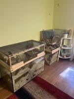 Mäuse inkl. Kleintierkäfig Holz Glasunterteil guter Zustand