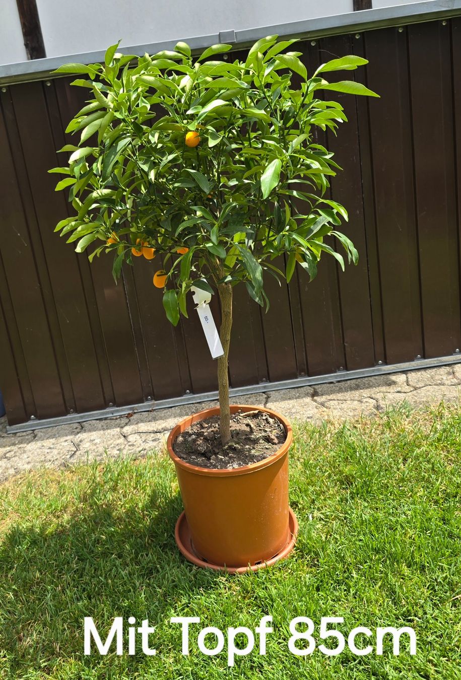 Piante & sementi: 🍊Kumquat-Bäumchen – Nuovo (secondo la descrizione) da Aarburg venduto da popkorn65