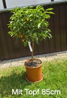 🍊Kumquat-Bäumchen