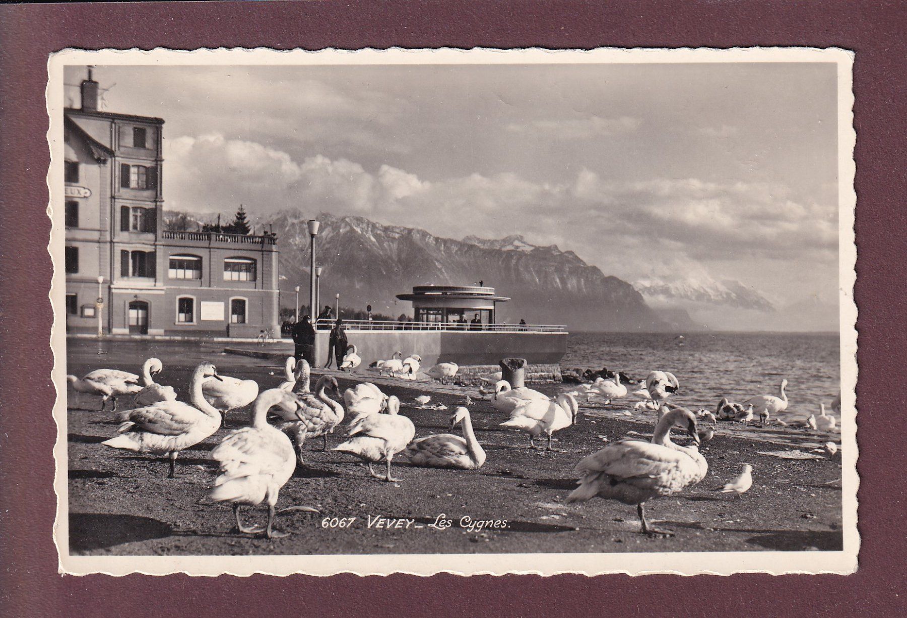 Cartoline postali: VEVEY - Les Cygnes - 1957 – Usato da Pully venduto da nicecards