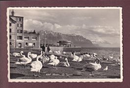 VEVEY - Les Cygnes - 1957