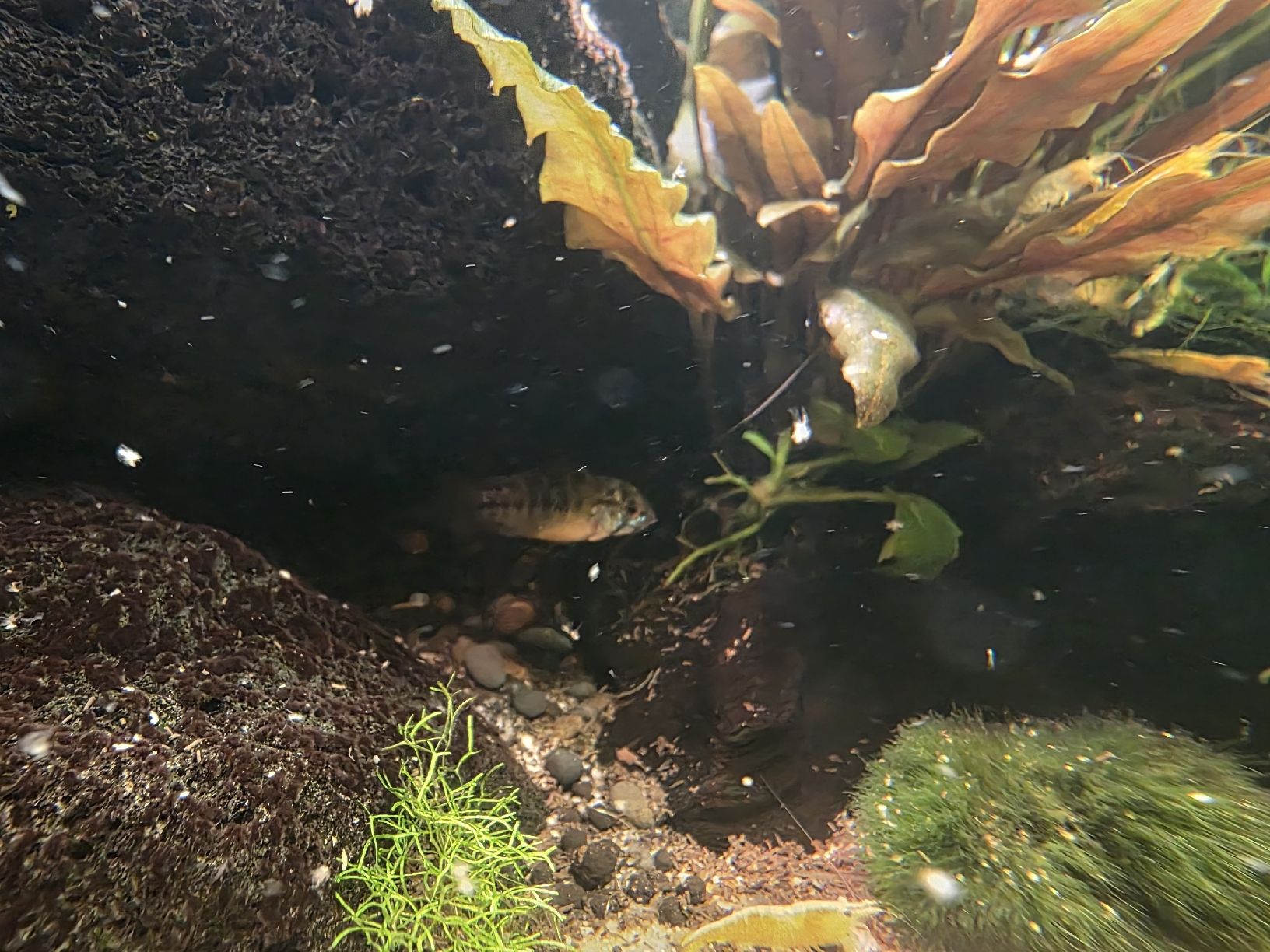 Aquarium: Ökosystem Aquarium 112L  – Neu (gemäss Beschreibung) aus Jens von tra_da87 3