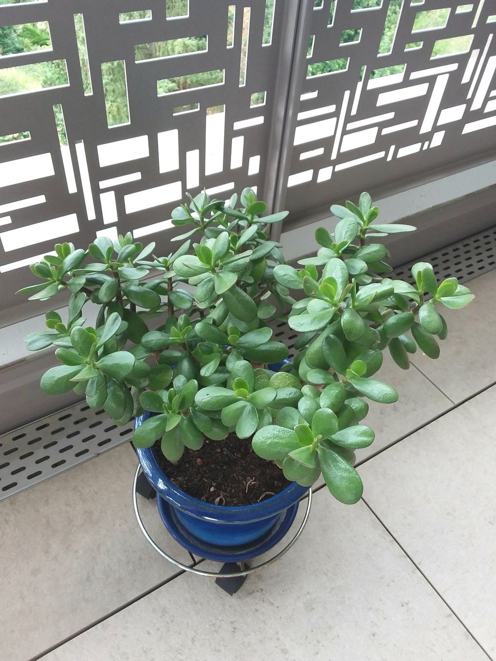 Piante & sementi: CRASSULA OVATA HOBBIT mit Topf – Usato da Uitikon Waldegg venduto da Risibisi7 1