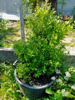 Bio Granatapfel Strauch 120cm Balkon Garten Pflanzen