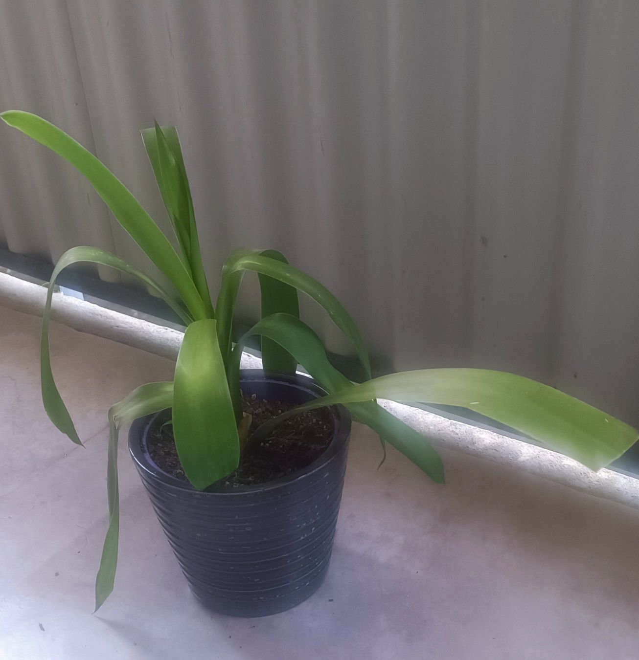 Piante & sementi: Yucca (45 cm inkl. Topf) – Usato da Bern venduto da sv-trade 6