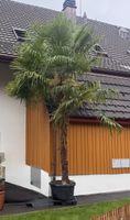Palme Trachycarpus fortunei transportbereit