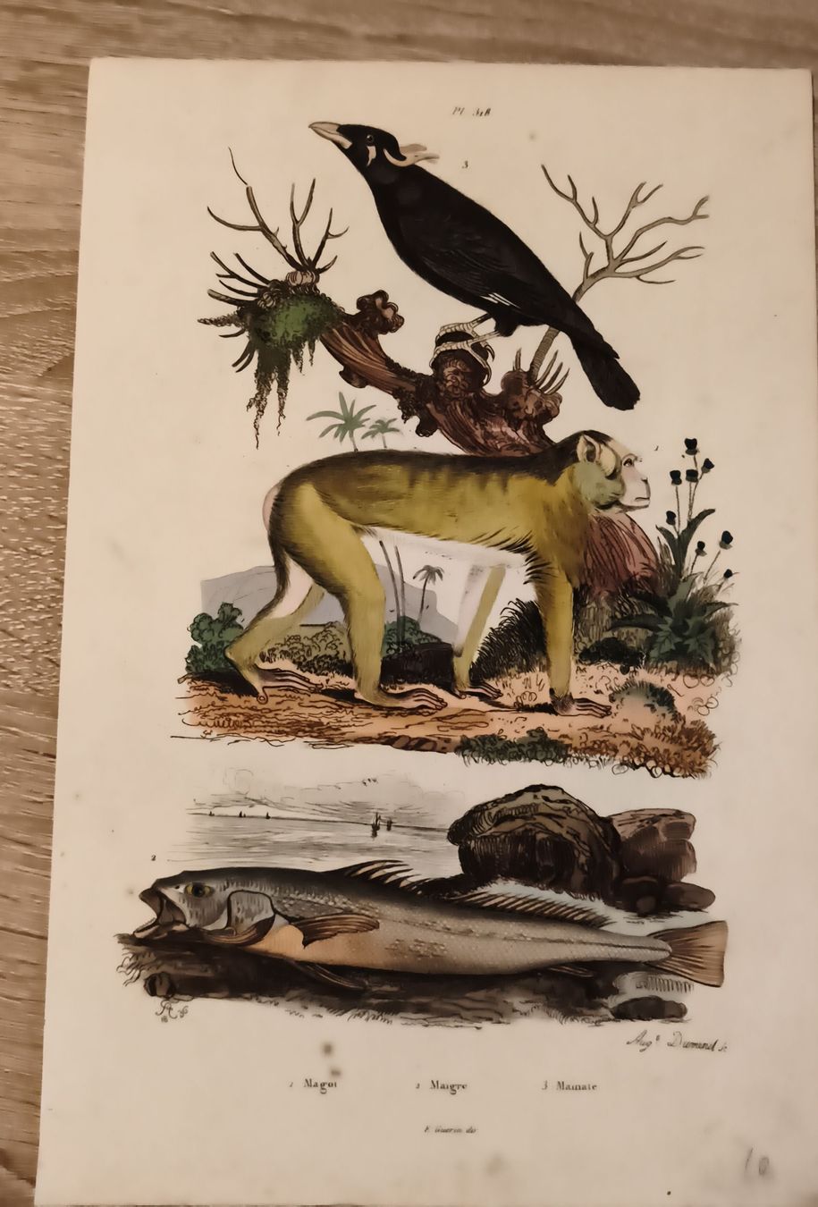 Stiche: Gravure ancienne oiseau singe poisson – Gebraucht aus Prilly von jor_x27s
