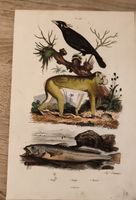 Gravure ancienne oiseau singe poisson