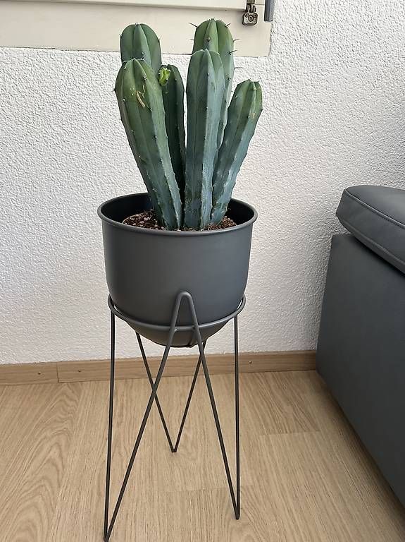 Vasi per fiori: Kakteen mit Blumentöpfen  – Usato da Reichenburg venduto da ada_h9rz 4