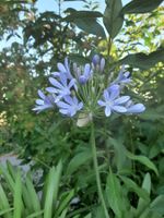 Blühender Agapanthus, südafr. Schmucklilie