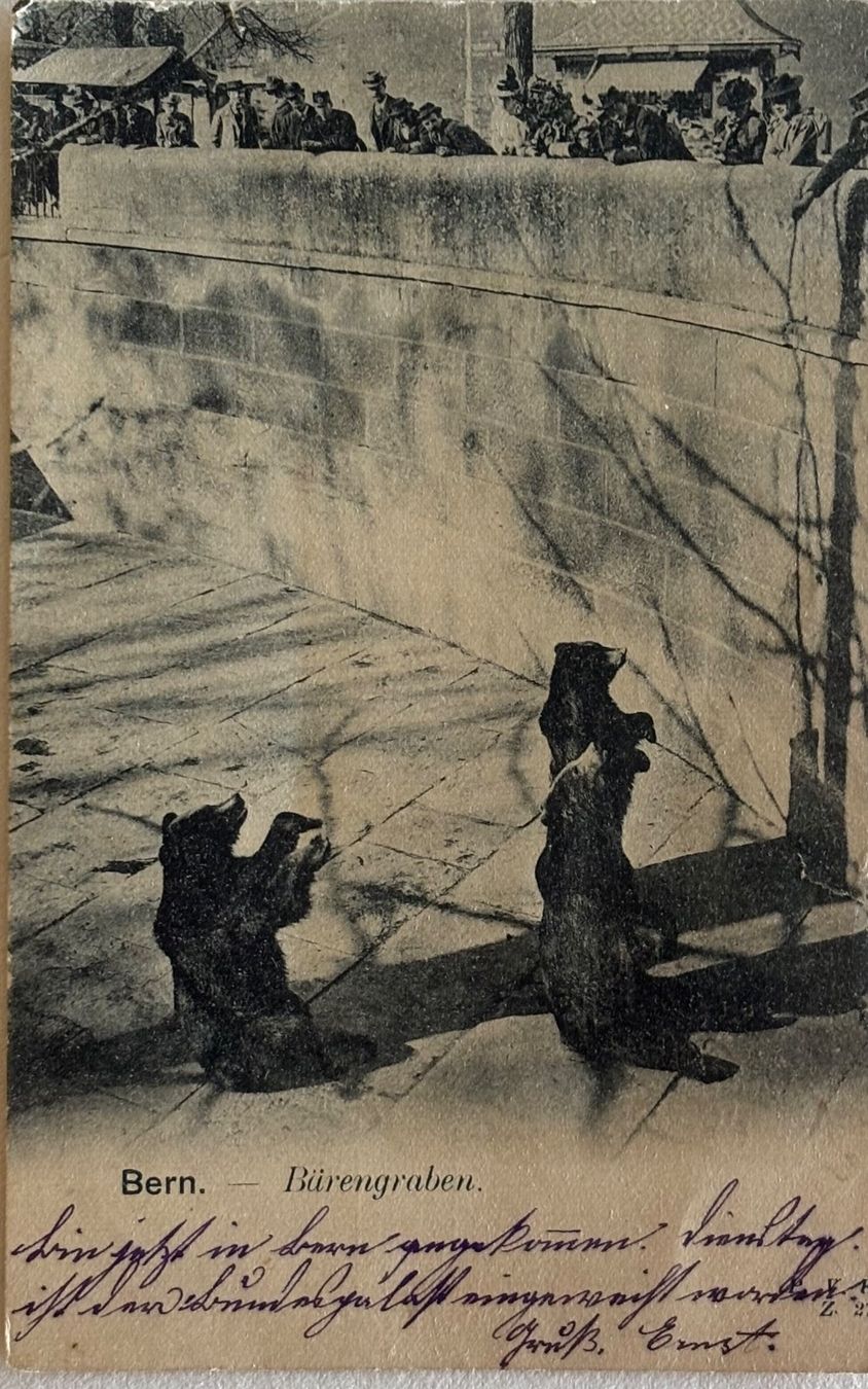 Cartoline postali: Bern, Bärengraben, Bären, 1902 – Usato da Frauenfeld venduto da Merk52