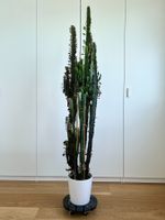 Euphorbia trigona (Afrikanischer Milchbaum) zu verkaufen