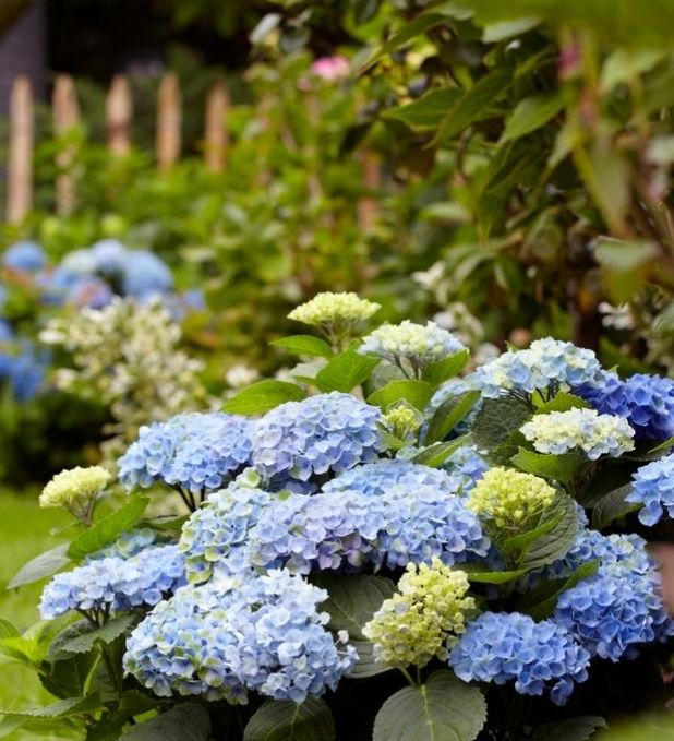Pflanzen & Samen: Hydrangea Magic Revolution Blau 50cm Apartment Hortensie – Neu und originalverpackt aus Rovio von POSITIFFARTandPLANTS 3