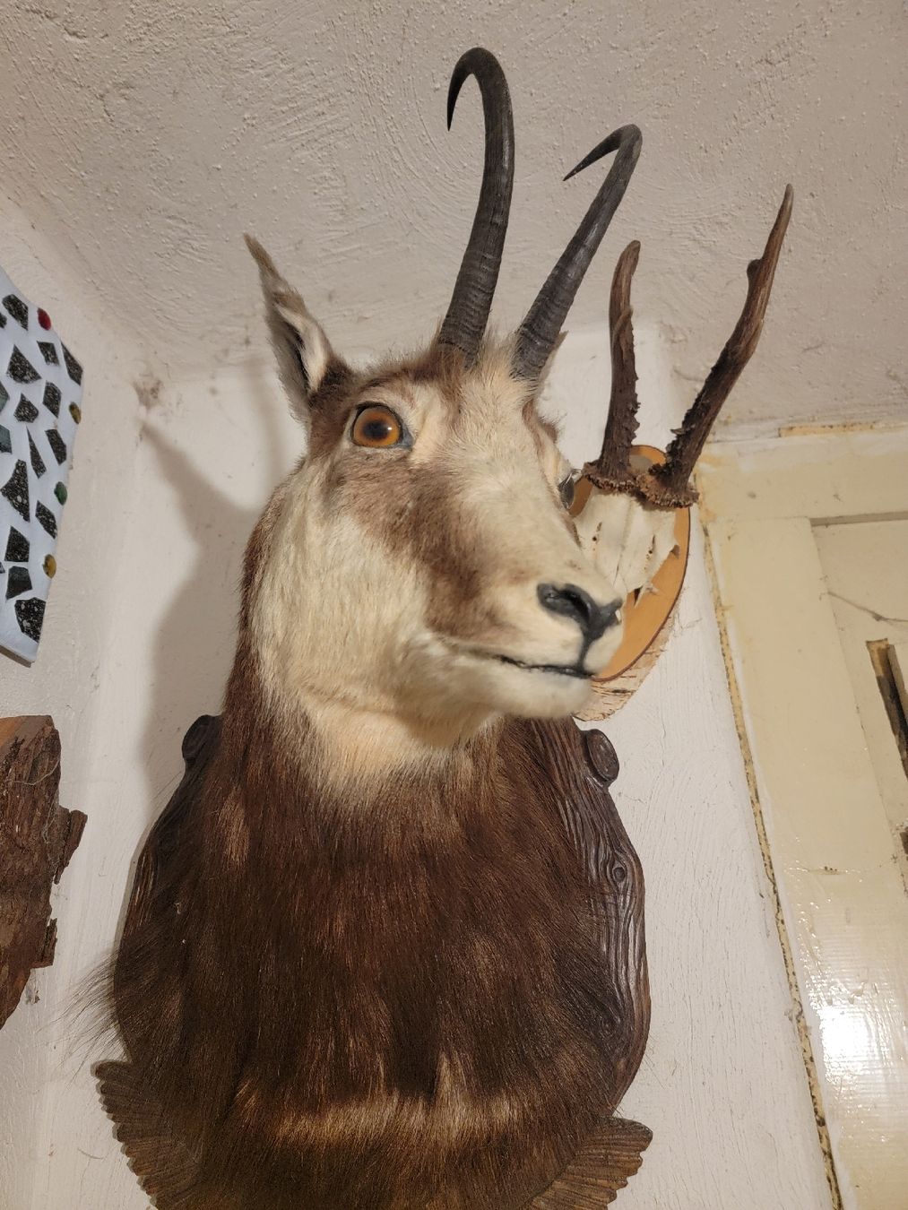 Welt der Tiere: Aysgestopfte Gams – Gebraucht aus Sils im Domleschg von platin01 3