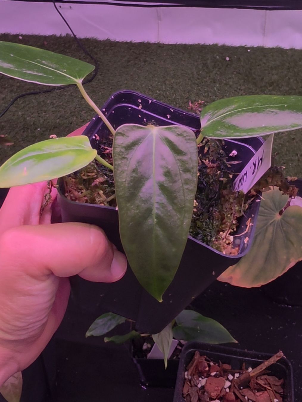 Plantes & graines: Anthurium Mr. Worldwide Klon – Neuf (Voir description) à Märstetten par PatGomes
