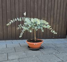 Wunderschöne Eucalyptus Pflanze
