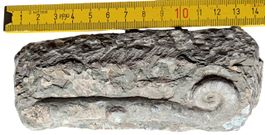 Fossile di Lituite (Cefalopode Nautiloide) - Ordoviciano