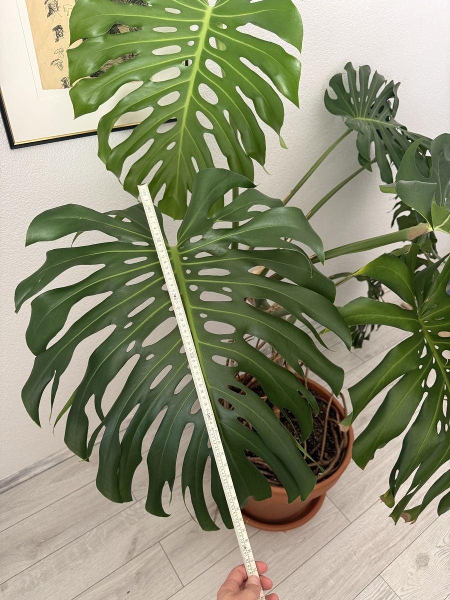 Plantes & graines: Monstera Deliciosa – D'occasion à Binningen par bob_m2qg 3