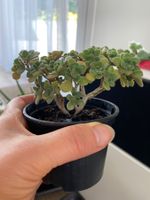 Glück und Geld Pflanze mini Bäumchen