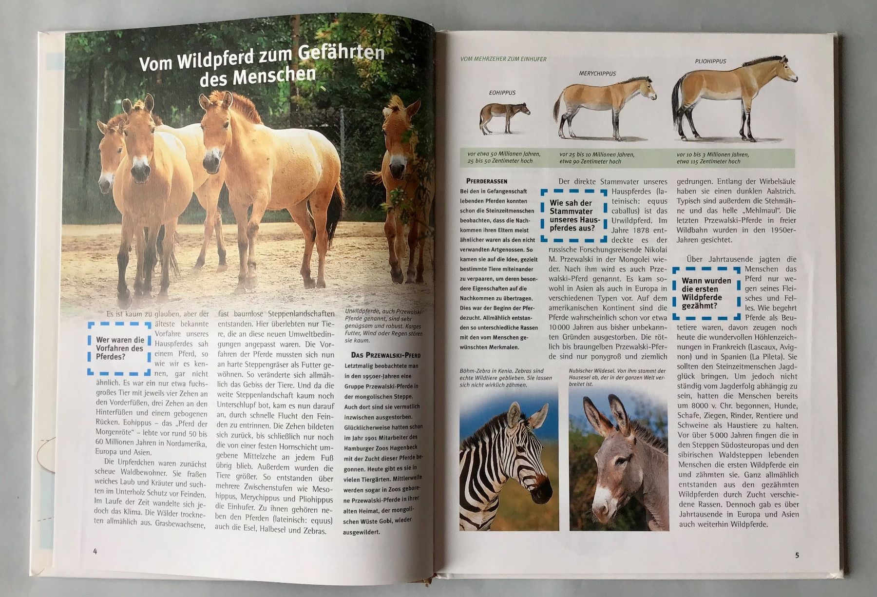 Bücher: was ist was - PFERDE – Gebraucht aus Bubendorf von Alpenheidi 4