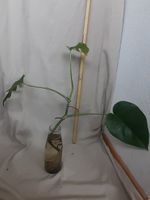 Monstera Deliciosa Steckling ca 60cm, ca halbes Jahr alt
