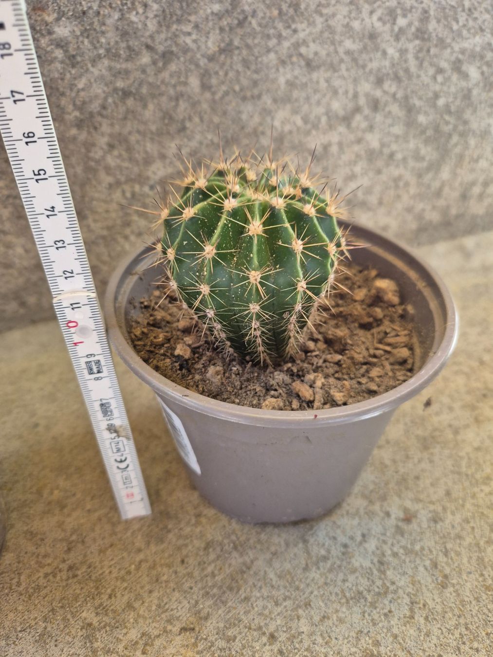 Plantes & graines: Kleiner Kaktus Echinopsis – Neuf (Voir description) à Langenthal par Polarisstern