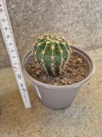 Kleiner Kaktus Echinopsis