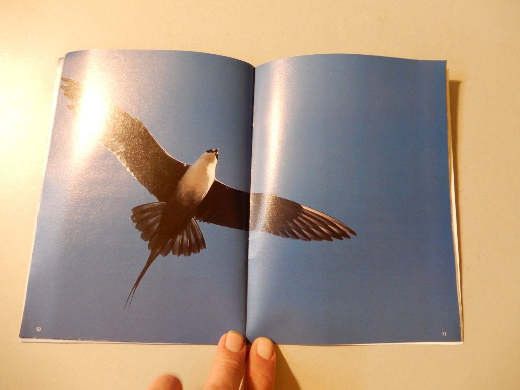 Libri: Makis Gut, Eisbär - Born for Freedom-Kinderbuch,Top! – Usato da Erstfeld venduto da Mario_boe0 7