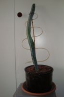 Kaktus