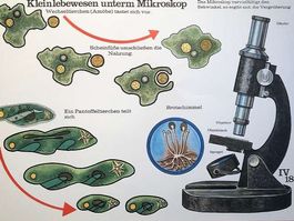 Schulwandbild Poster  Kleinlebewesen unter dem Mikroskop