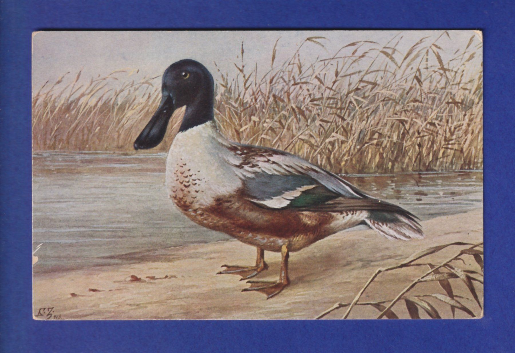 Ansichtskarten: OISEAU - Canard – Gebraucht aus Pully von nicecards-shop
