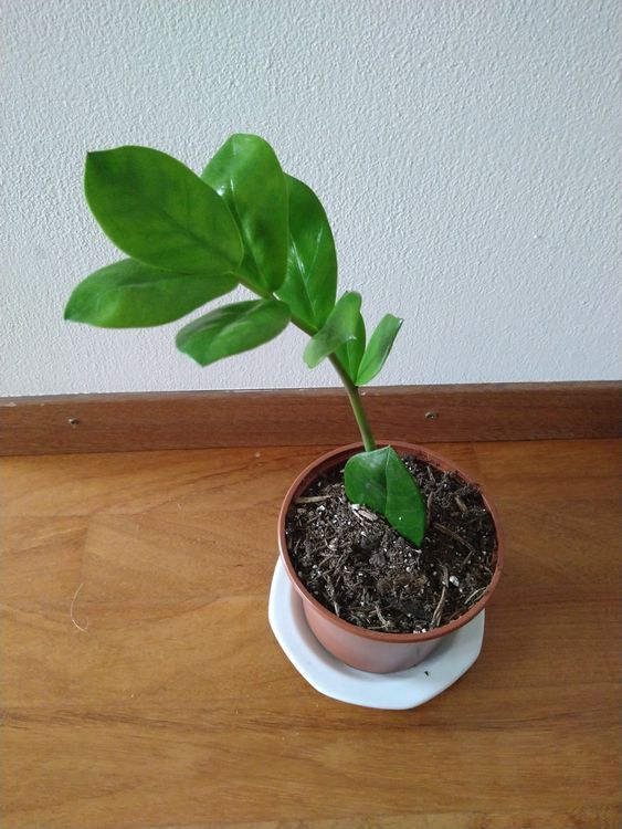 Glücksfeder / Zamioculcas zamiifolia Kaufen auf Ricardo
