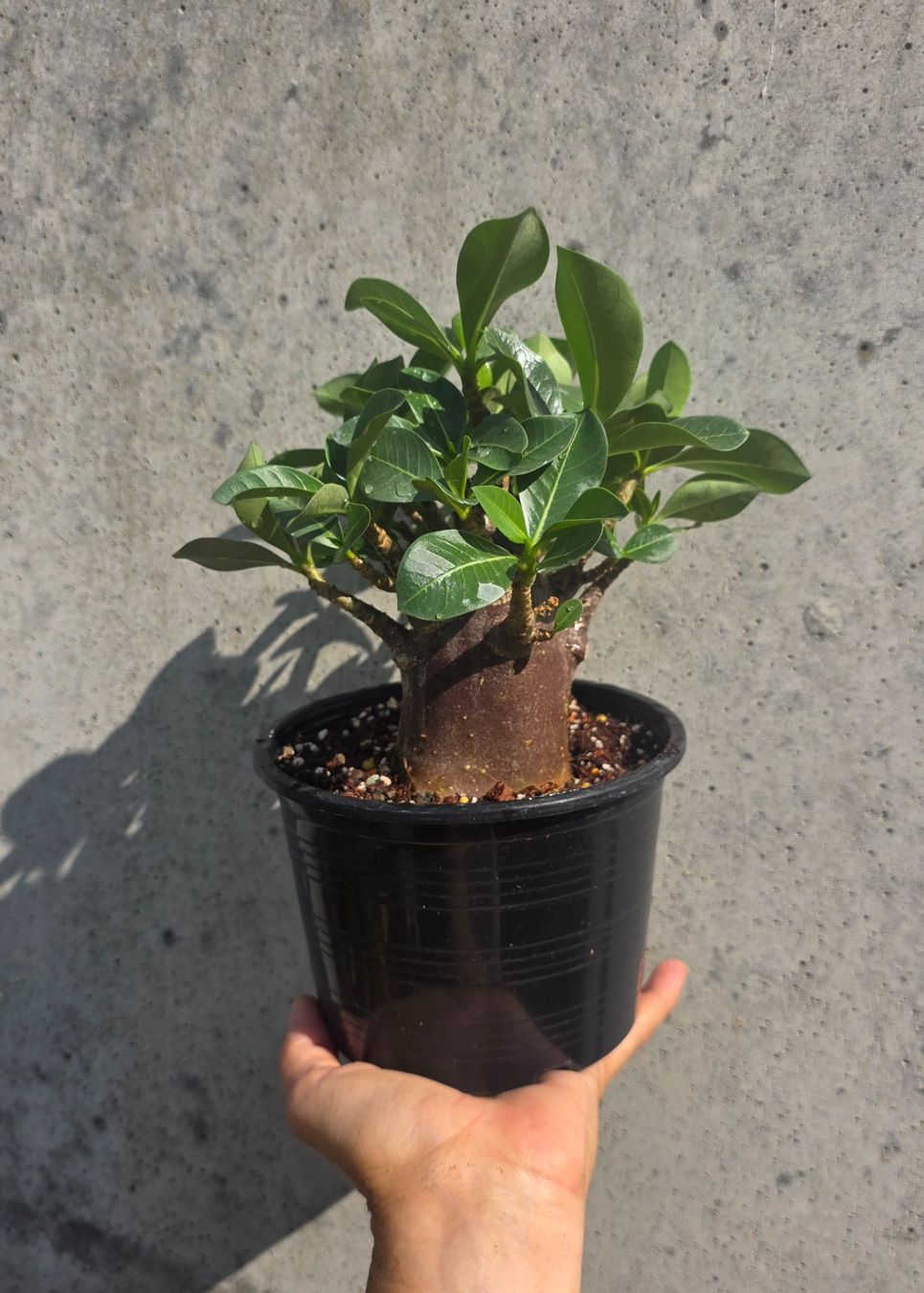 Pflanzen & Samen: Adenium Black Skin / Wüstenrose – Gebraucht aus St.Erhard von Plumilandschweiz