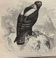 Orig. Holzstich 1876 - Kaiseradler, Adler