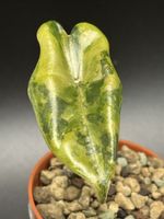 Alocasia Pseudosanderiana Aurea Variegata (1-1)