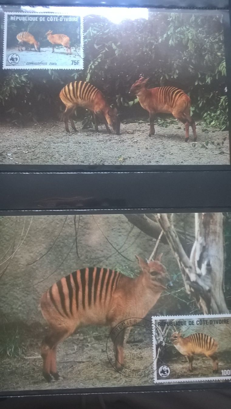 Tutti i francobolli: WWF Elfenbeinküste 1985 Zebraducker Satz Maximumkarten – Nuovo (secondo la descrizione) da Liestal venduto da schnueps