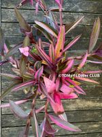 Tradescantia Pallida Purpurea Pink Variegata - Seltenheit